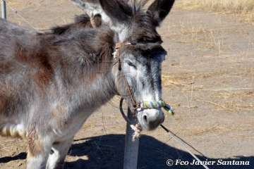 Muestra de ganado de las fiestas del patrono de Telde (Foto  Francisco Javier Santana)